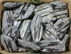 Lot: - Polished Orthoceras Fossils - Pieces #134065-1